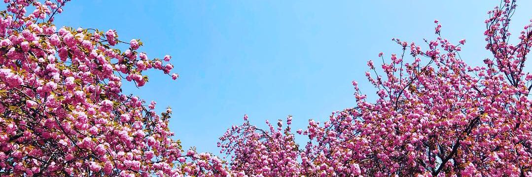 tabbydlim's profile banner image
