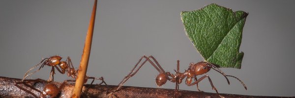 bonkydog Profile Banner