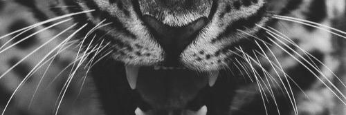 Hanushan_'s profile banner image