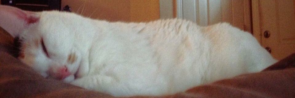 Meowcenary_X's profile banner image