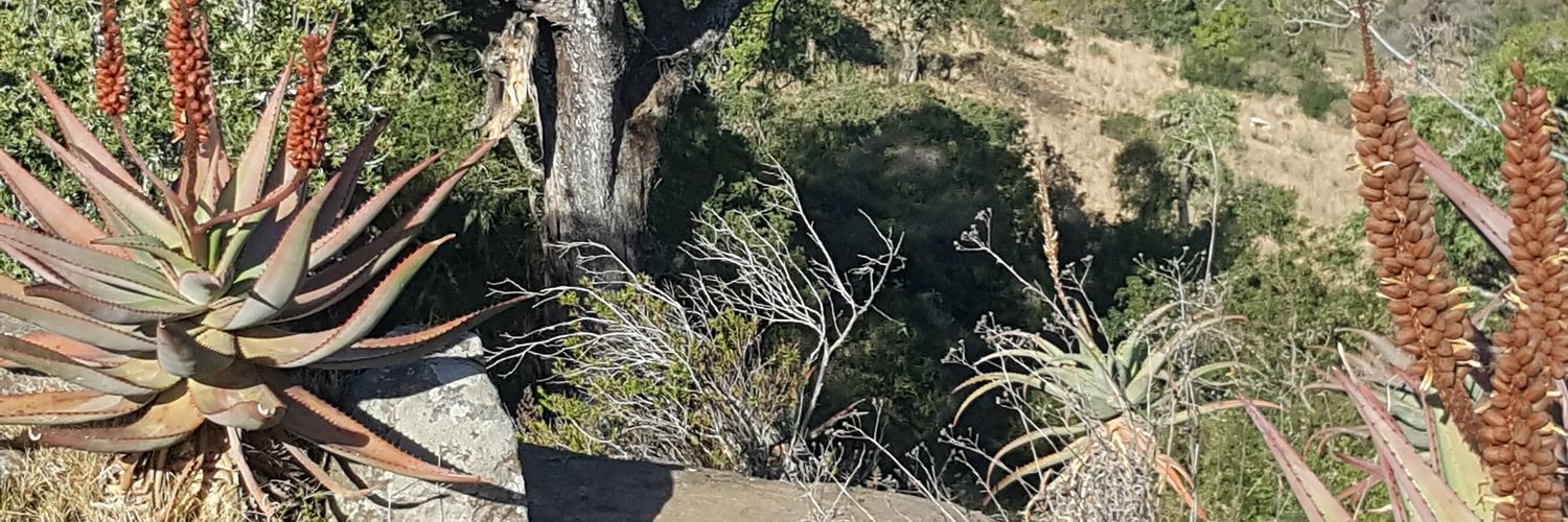 ZukisaQ's profile banner image
