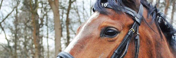 HDieler's profile banner image