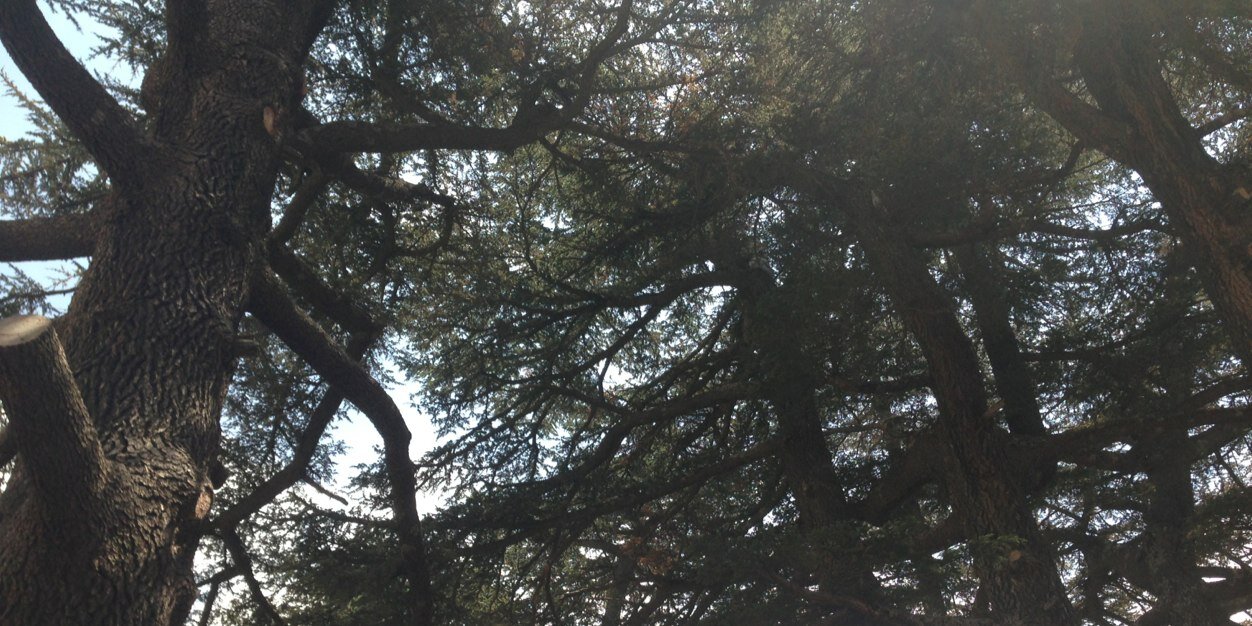 Joycechedid's profile banner image