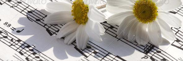 IllicitDaisy's profile banner image