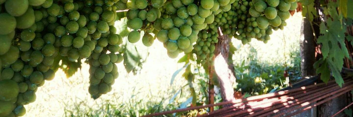 GlobalWines's profile banner image