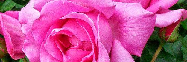 taif_maha's profile banner image
