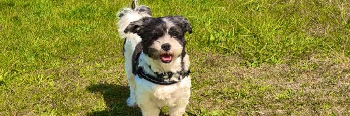 Sir Spikealot 🐾🐾 banner