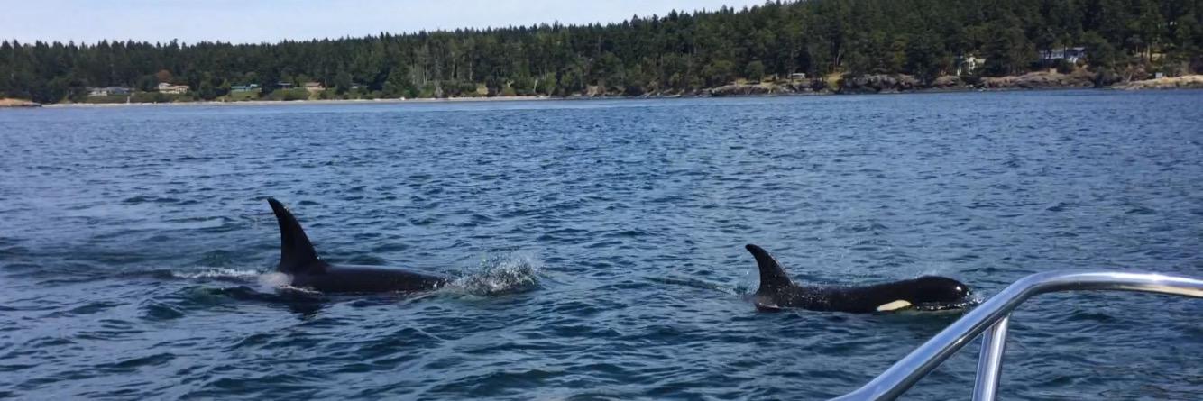 Alexa Andrzejewski banner