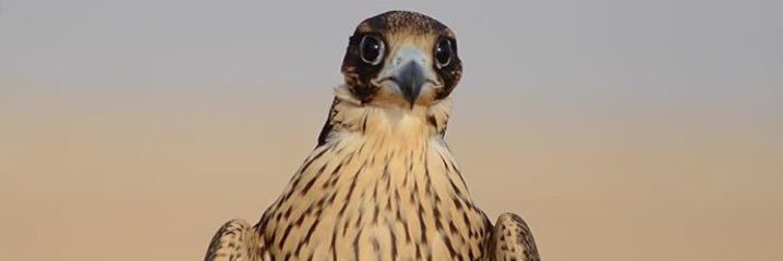 a_llby's profile banner image