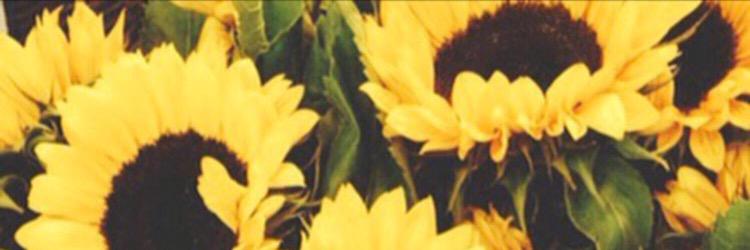 madswise's profile banner image