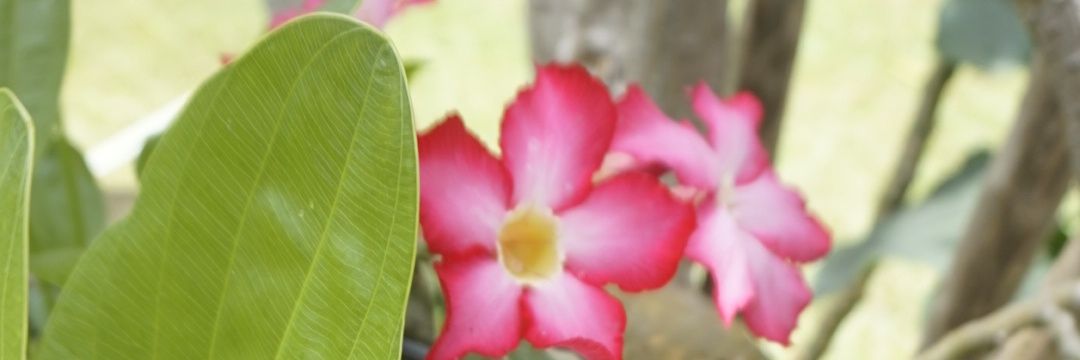 Feri_TRG's profile banner image