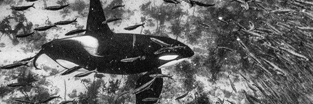 JdubInTheTub's profile banner image