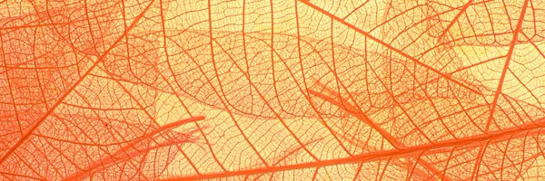 kai_hiroi Profile Banner