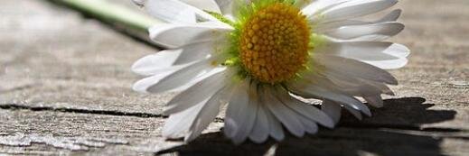 AnnieRuch's profile banner image