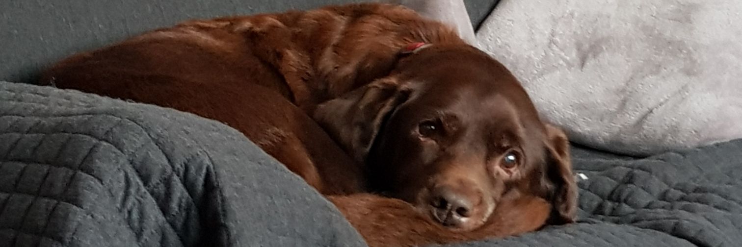 dutsonsj's profile banner image