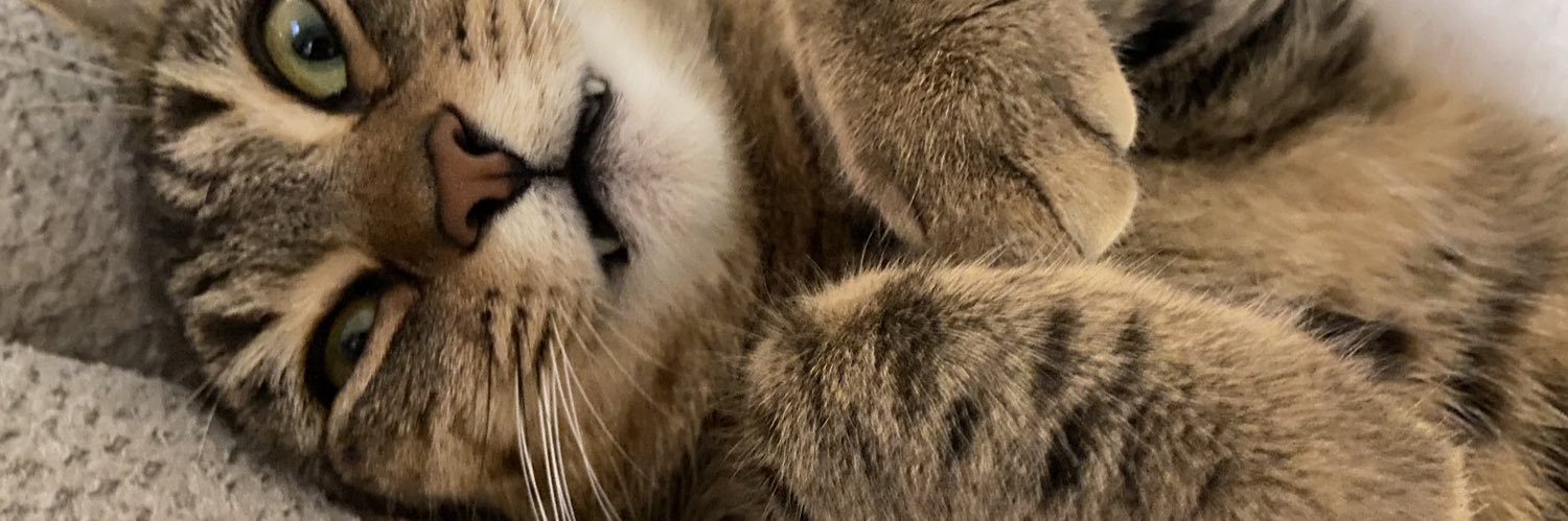 taranorbs's profile banner image