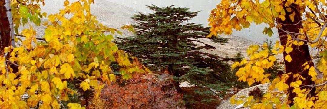 Mich_slash's profile banner image