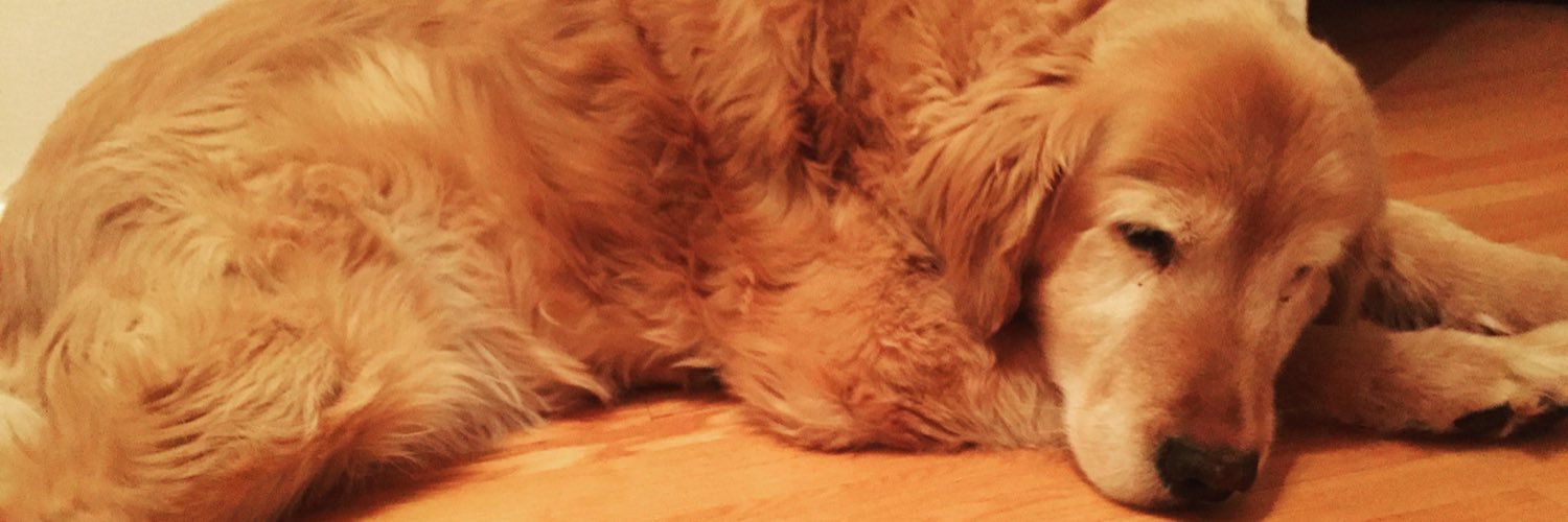 mcavoyb8's profile banner image