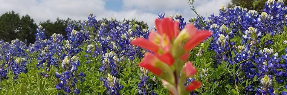 lindsay cravatt banner