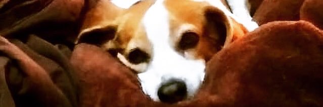 Roberto Caro. banner