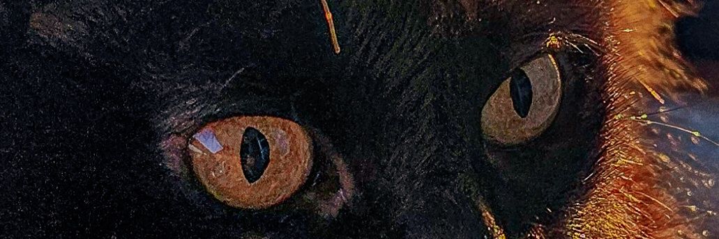 xico__neto's profile banner image