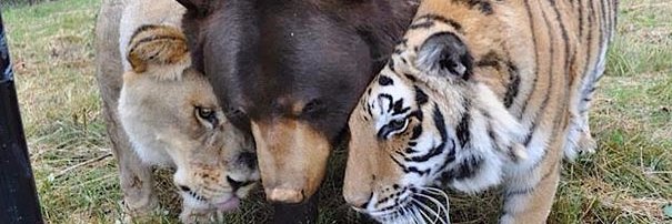 Ernesto Alexander banner