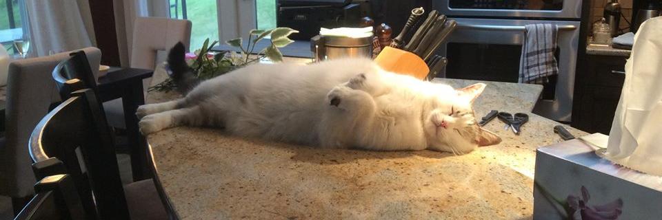 Roscoe_Fats's profile banner image