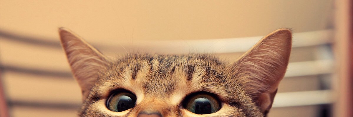 _kellynos's profile banner image