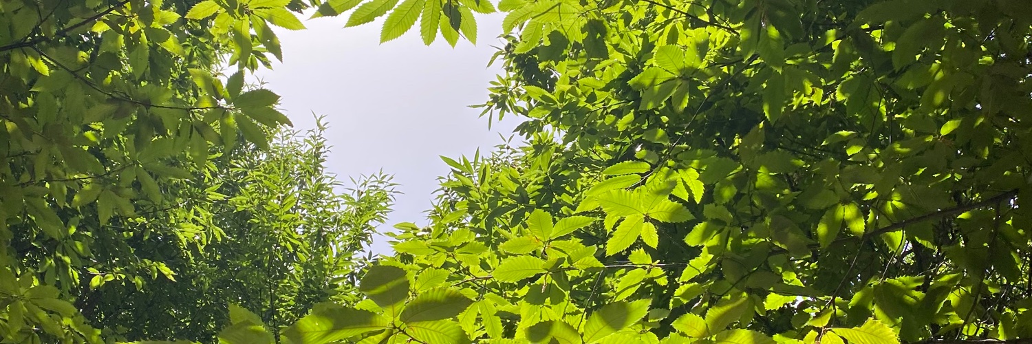 mariodediego's profile banner image