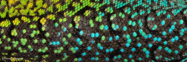 dllavaneras Profile Banner