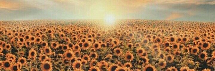 galuhsetia's profile banner image