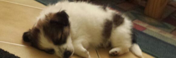 biadadenis's profile banner image