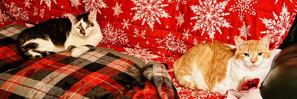 leanne_cali Profile Banner