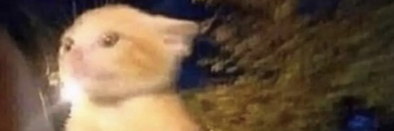 MaggieLeamon's profile banner image