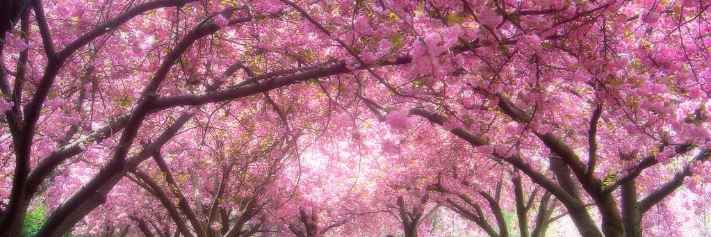 sweety_fajar's profile banner image