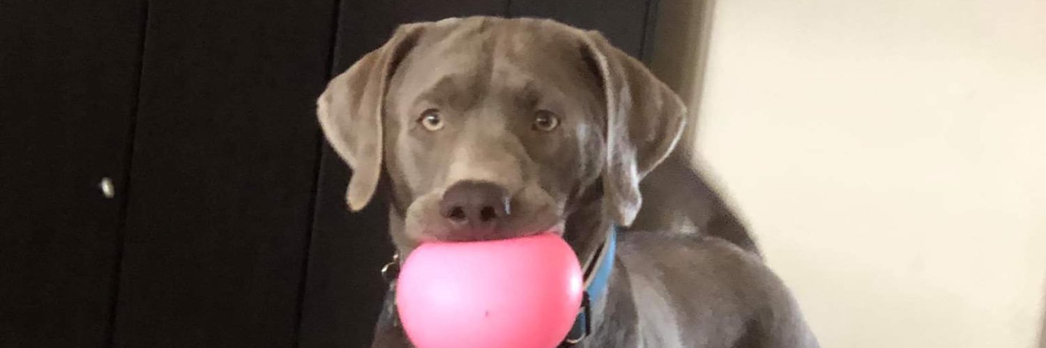 Daniel Rosson banner