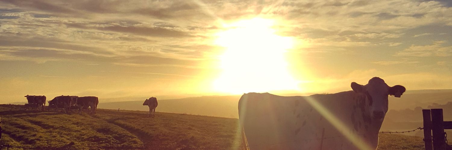 Anna Macpherson banner