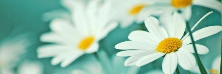 MadelineWimmer's profile banner image