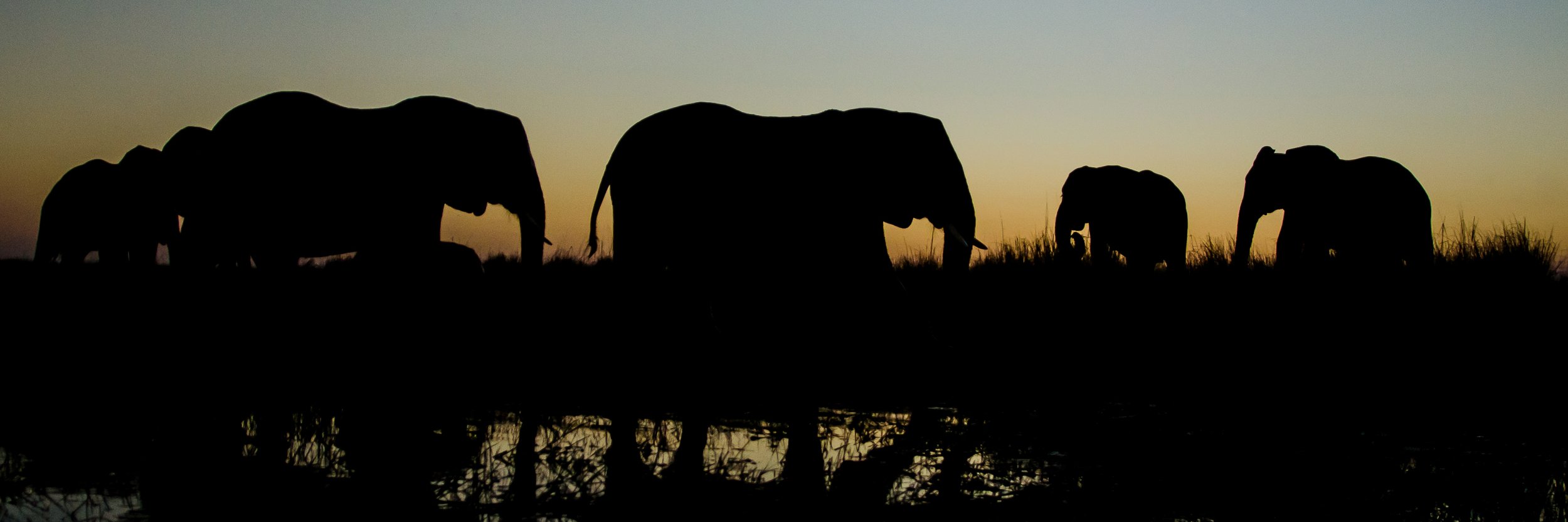 Patrick Freeman banner