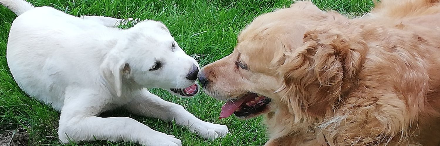 🌺🐾 Filizzz 🐾🌺 banner
