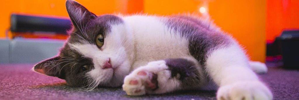 lechatCuby's profile banner image