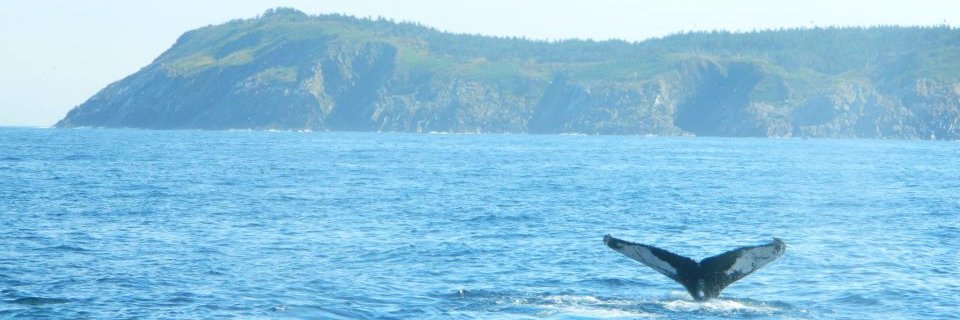 jillianarany's profile banner image