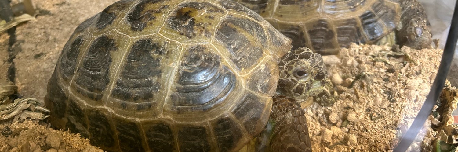 鍼灸師のはずのウチハラ banner