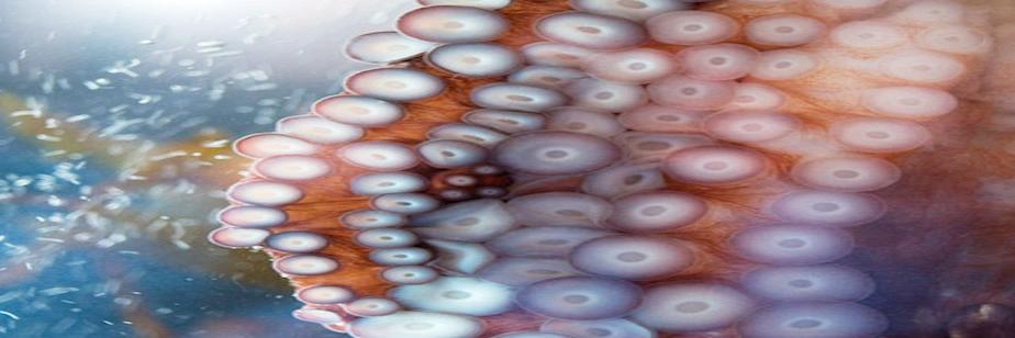 Martin Longman banner