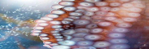 BooMan23 Profile Banner