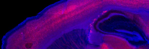 geoff_lau Profile Banner