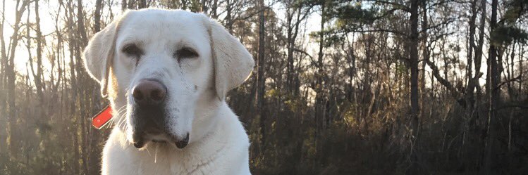 AustinCausey's profile banner image