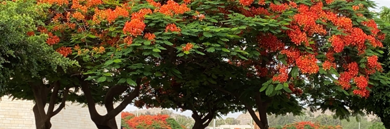 albeshri4's profile banner image