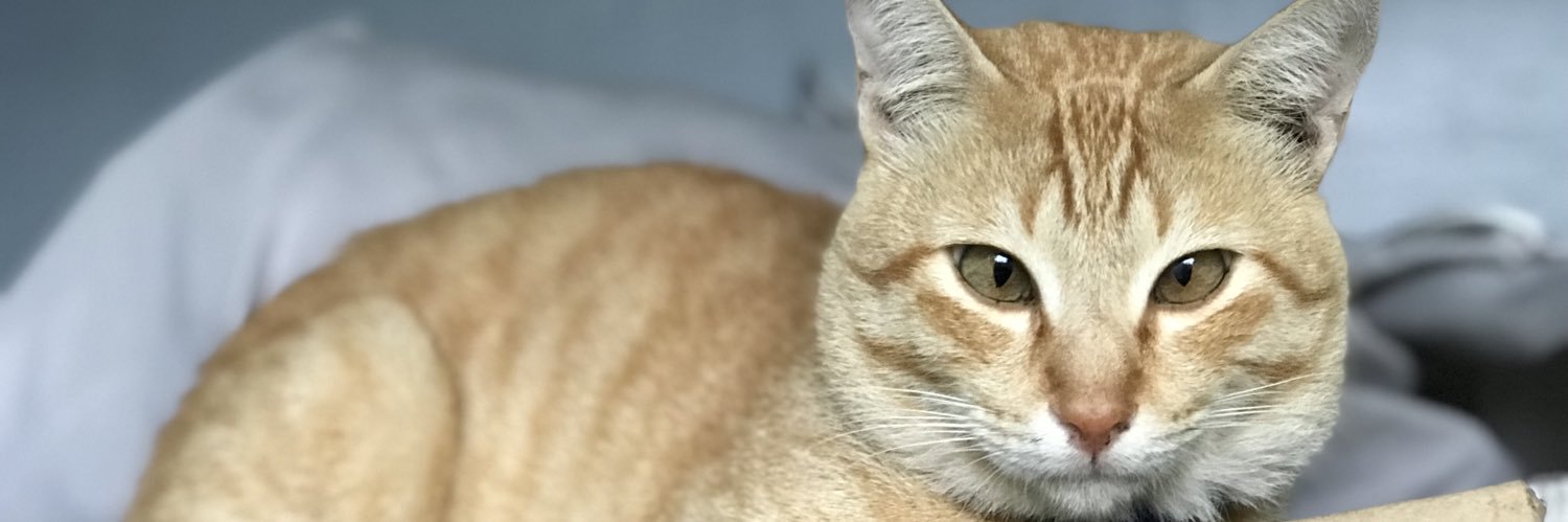 Hajohn R. Abedin banner