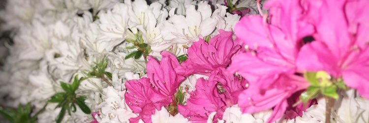 R11149's profile banner image